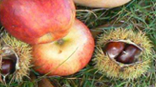 Pommes et chataignes